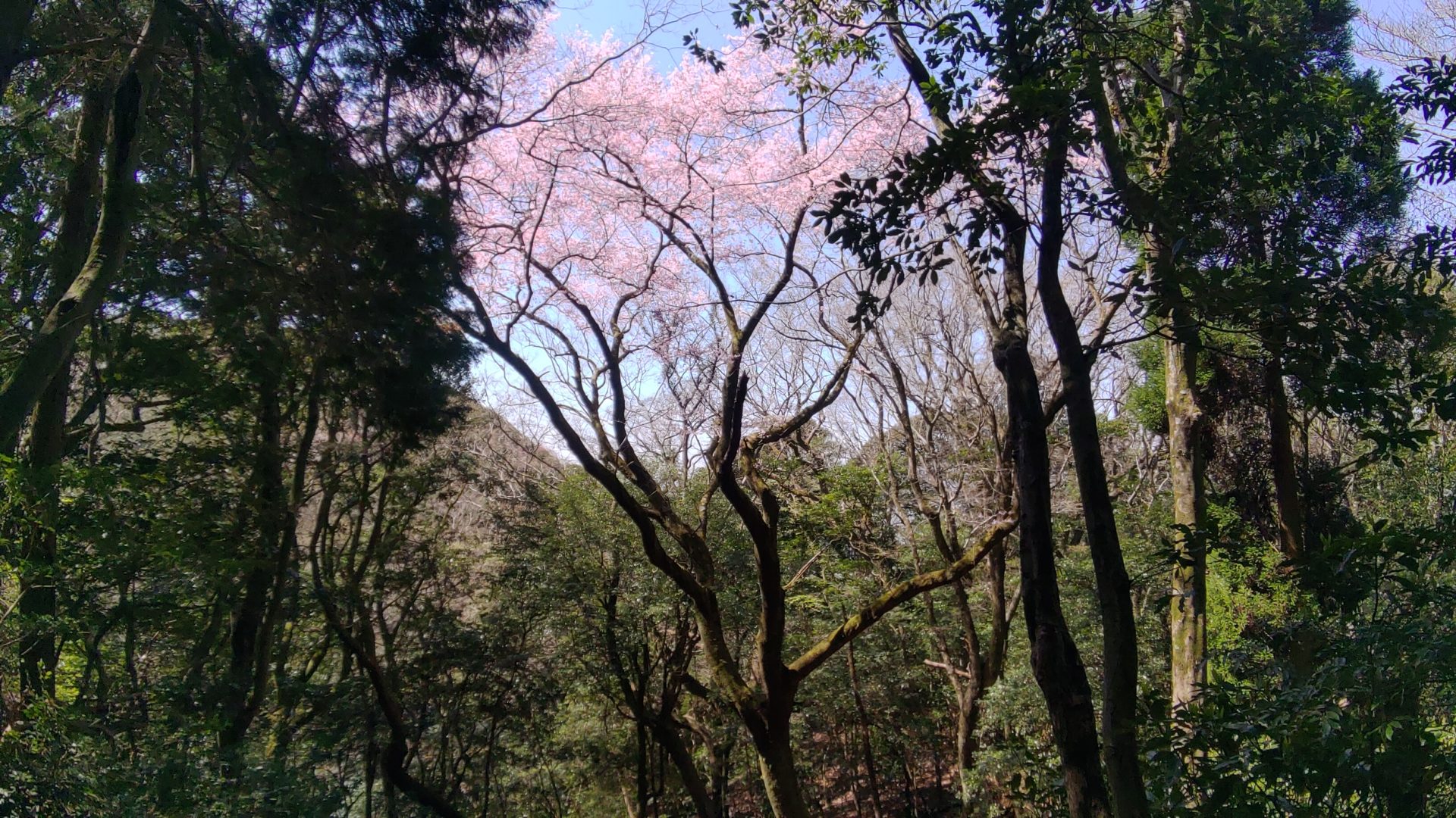 リモートワーク元年