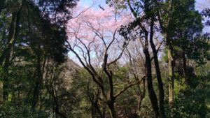 リモートワーク元年
